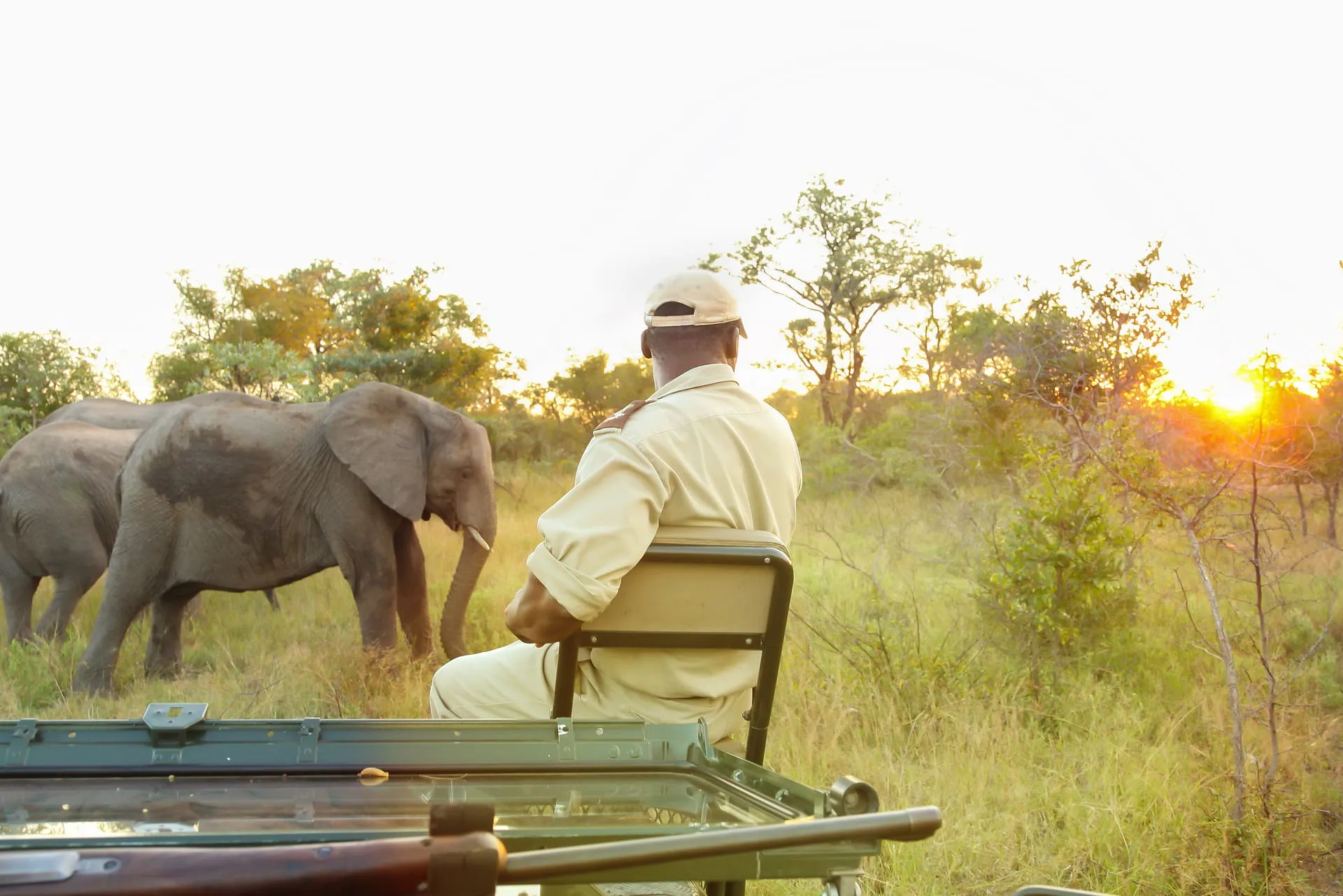 A guest watching a herd of elephants from a safari vehicle