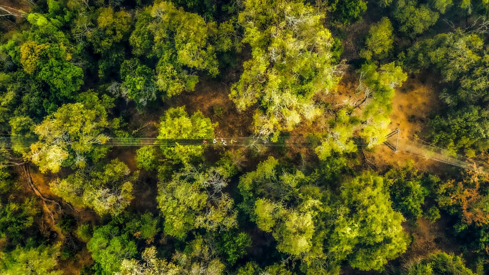 An aerial view of a walkway threading through the forest canopy