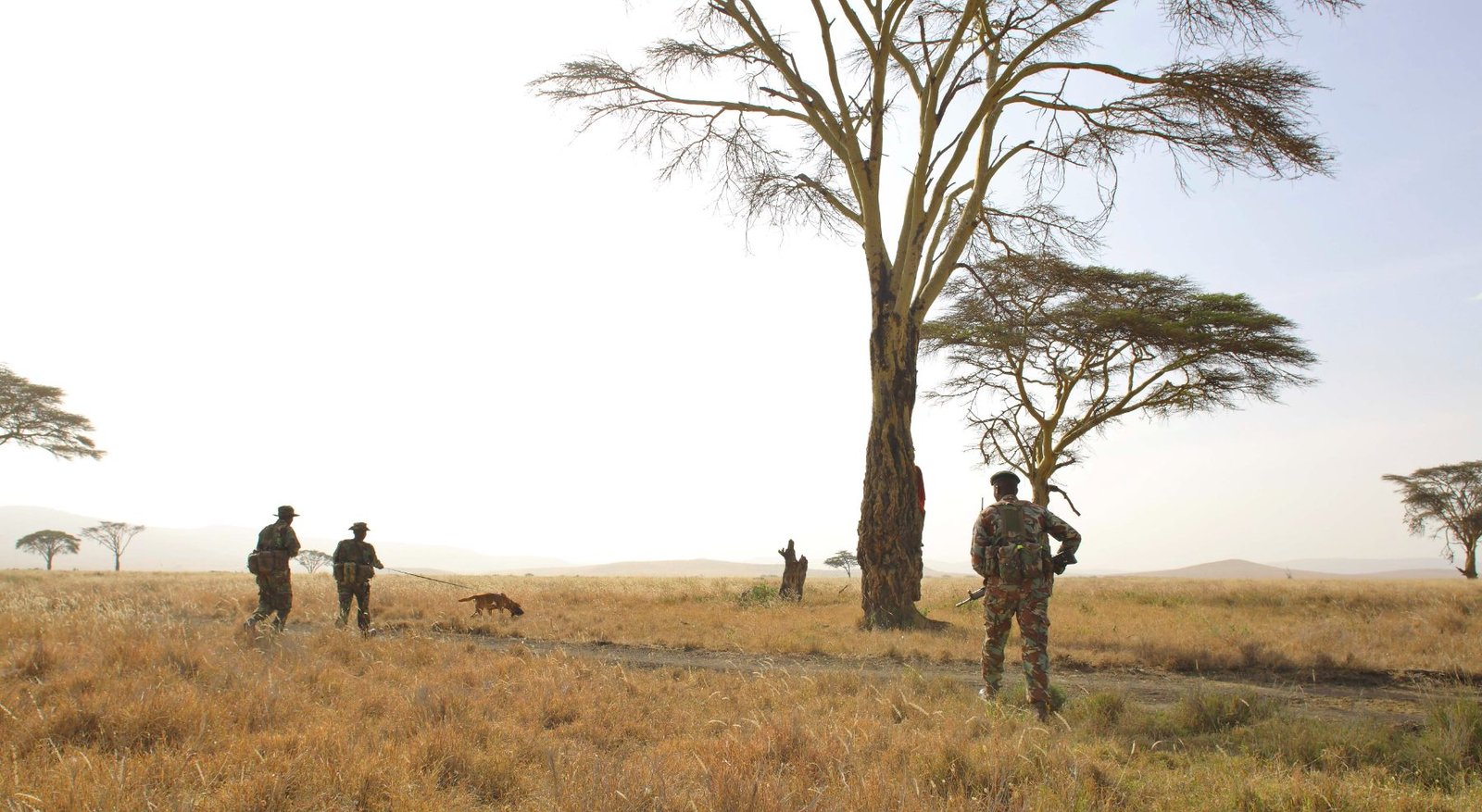 Walking with trackers and their dogs near Lorex House