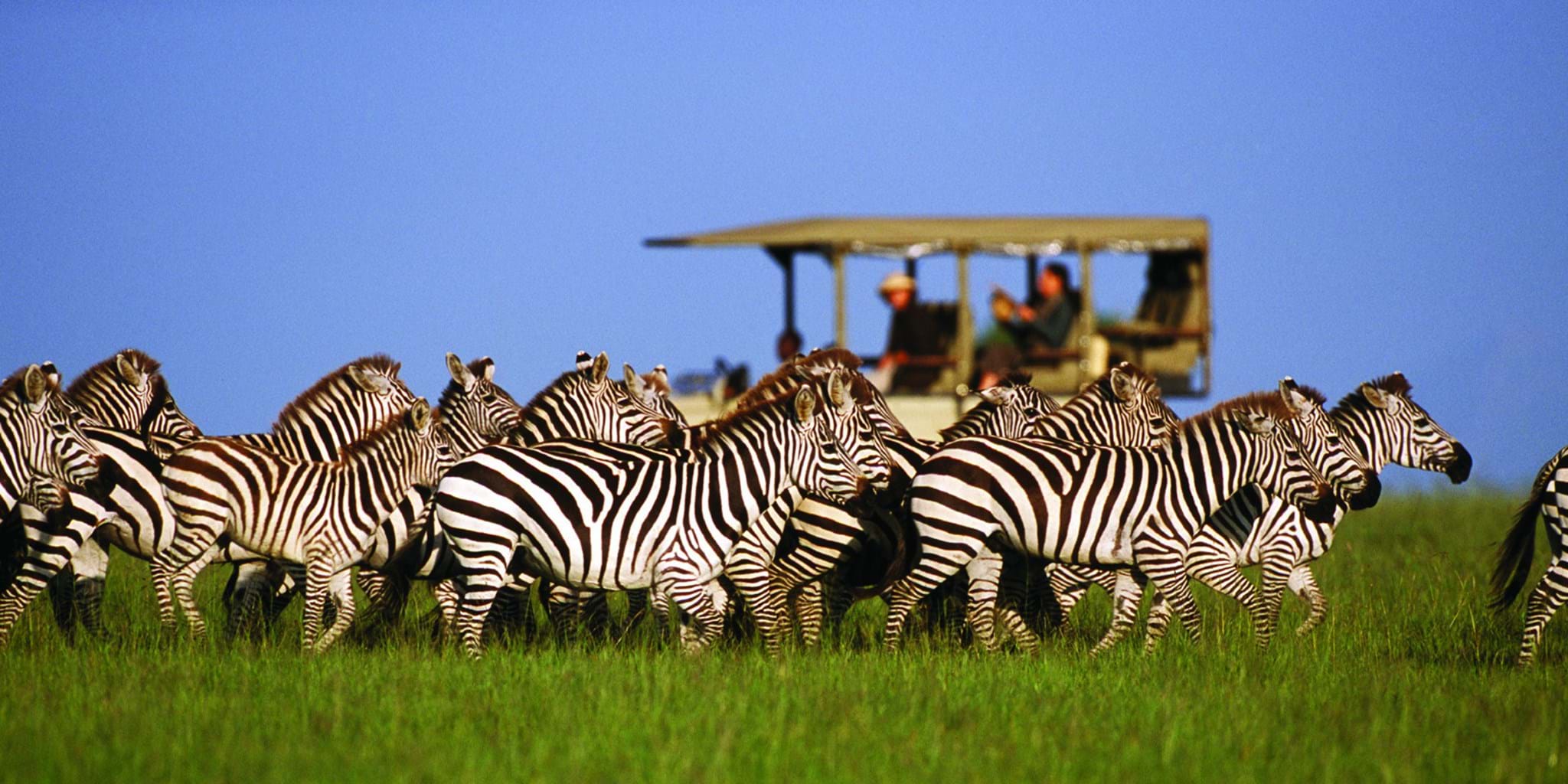 10-day honeymoon safari and beach vacation in Zanzibar,