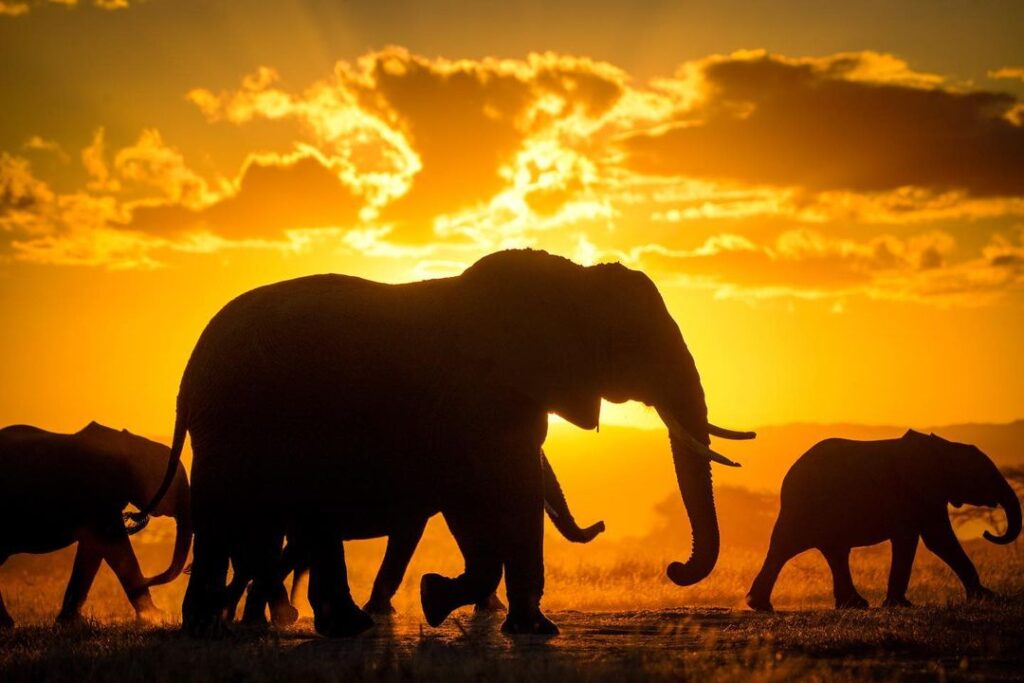 Elelphant in Sun-Set By Lorex Safaris