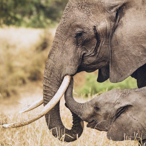 -Wildlife-Big-Tusker-Elephant